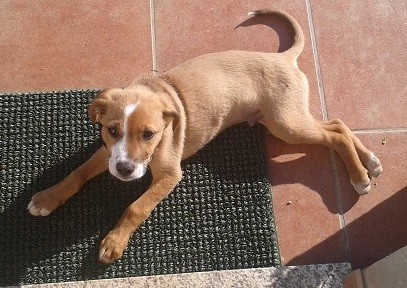 He aqui a la fiera, con 3 meses, un cruce de Pastor Aleman y Collie He aqui a la fiera, con 3 meses, un cruce de Pastor Aleman y Collie